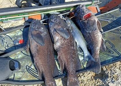 В Севастополе изучают нового обитателя Чёрного моря